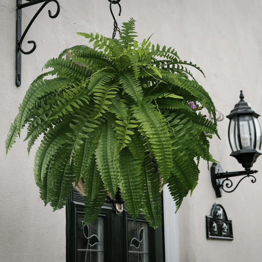 ☀️Last Day 75% OFF--🪴UV Resistant Lifelike Artificial Boston Fern