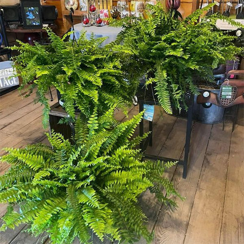 🔥Last Day 75% OFF🔥--🪴UV Resistant Lifelike Artificial Boston Fern