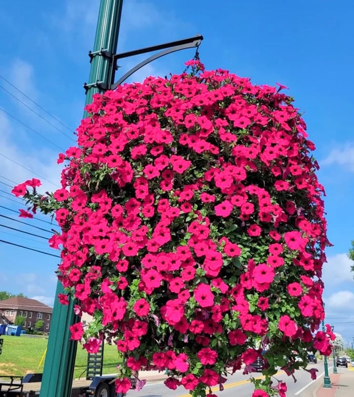 🔥This Week's Special Sale 75% Off-🔥 UV Simulation Artificial flower